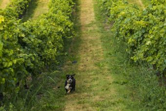 Smiley au milieu des vignes