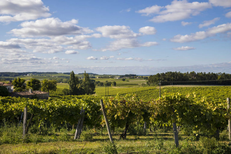 Vignoble Cognac Bernard Gauthier