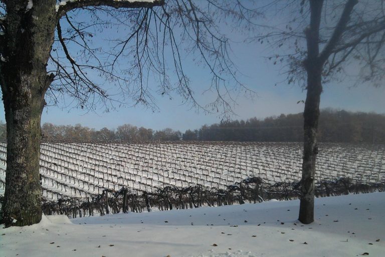 Vignoble sous la neige - 2010