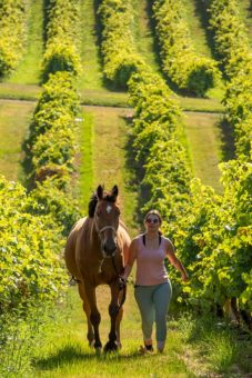 Vignoble Cognac Bernard Gauthier - 2025 - 023