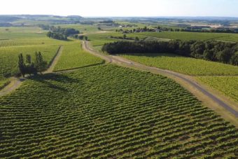 Vignoble Cognac Bernard Gauthier - 2025 - WA0010